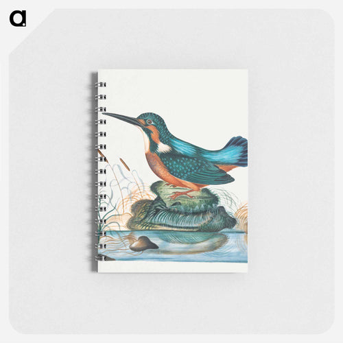 Common Kingfisher
 - ジェームズ ボルトン Memo.