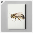 1-8_Jan-Van-Kessel_canvas