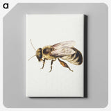 1-8_Jan-Van-Kessel_canvas