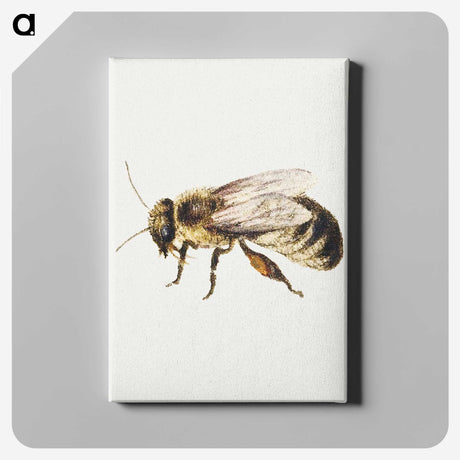 1-8_Jan-Van-Kessel_canvas