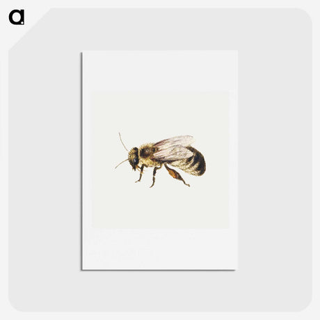 1-8_Jan-Van-Kessel_hagaki