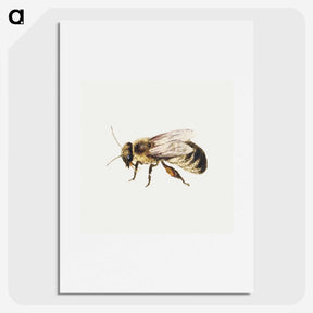1-8_Jan-Van-Kessel_picture