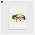 1-8_Jan-Van-Kessel_postcard