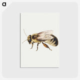 1-8_Jan-Van-Kessel_postcard
