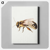 アートパネル-Bee from Sheet of Studies of Nine Insects
 - ヤン ファン ケッセル Canvas.
