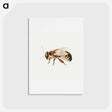 アートポストカード-Bee from Sheet of Studies of Nine Insects
 - ヤン ファン ケッセル Postcard.