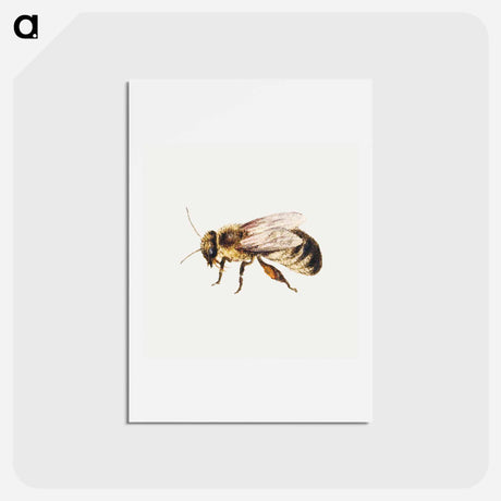 アートポストカード-Bee from Sheet of Studies of Nine Insects
 - ヤン ファン ケッセル Postcard.