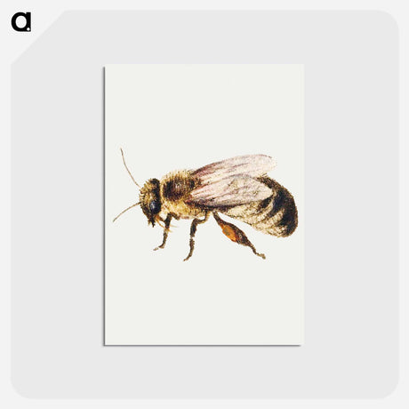 アートポストカード-Bee from Sheet of Studies of Nine Insects
 - ヤン ファン ケッセル Postcard.