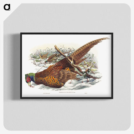 1-8_John-Gould_blk-crop