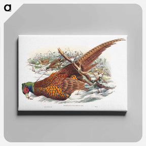 アートパネル-Ring-necked Pheasant
 - ジョン グールド Canvas.