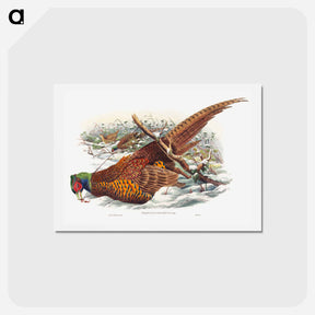 アートポストカード-Ring-necked Pheasant
 - ジョン グールド Postcard.