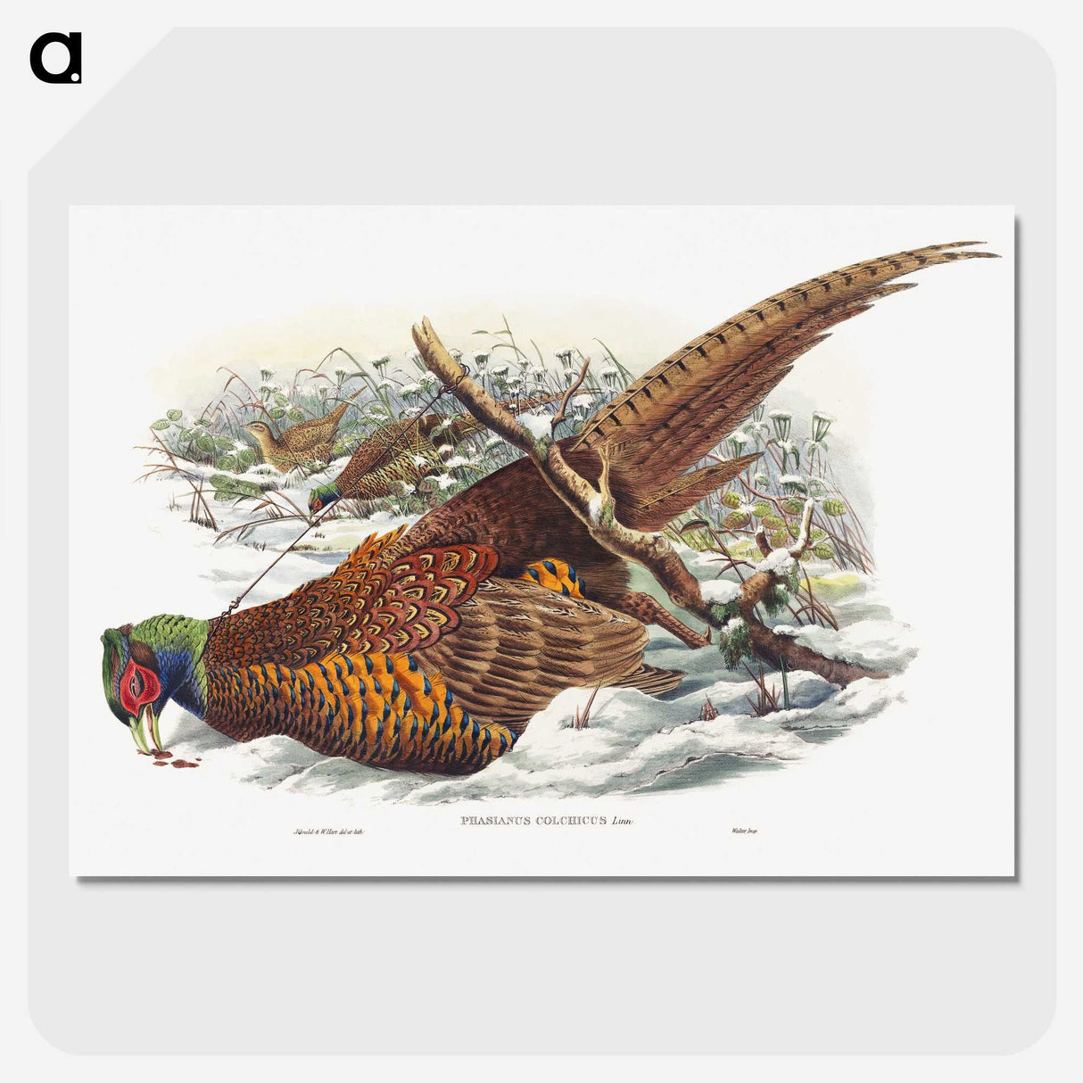 1-8_John-Gould_picture-crop