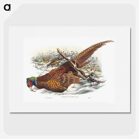 1-8_John-Gould_picture