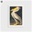 アートポストカード-American White Pelican
 - ジョン ジェームス オーデュボン Postcard.