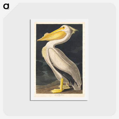 アートポストカード-American White Pelican
 - ジョン ジェームス オーデュボン Postcard.