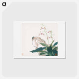 Insects and Flowers
 - ジュ リアン Postcard.