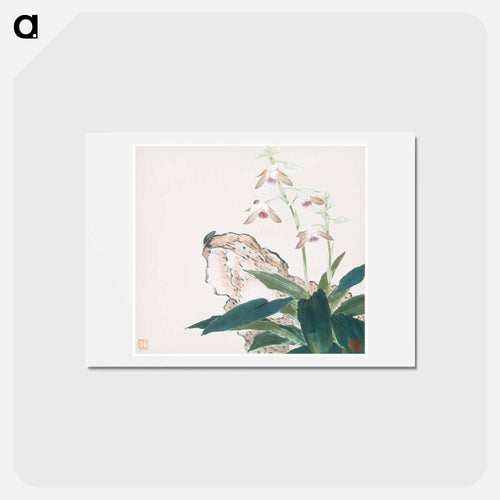 Insects and Flowers
 - ジュ リアン Postcard.