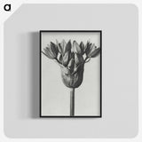 1-8_Karl-Blossfeldt_blk-crop