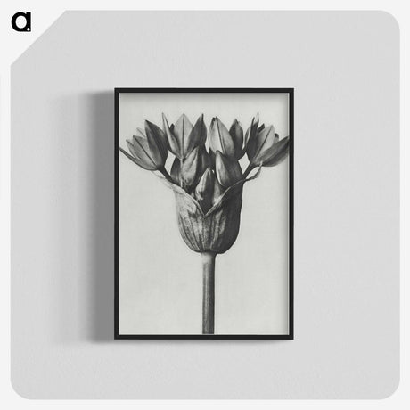 1-8_Karl-Blossfeldt_blk-crop