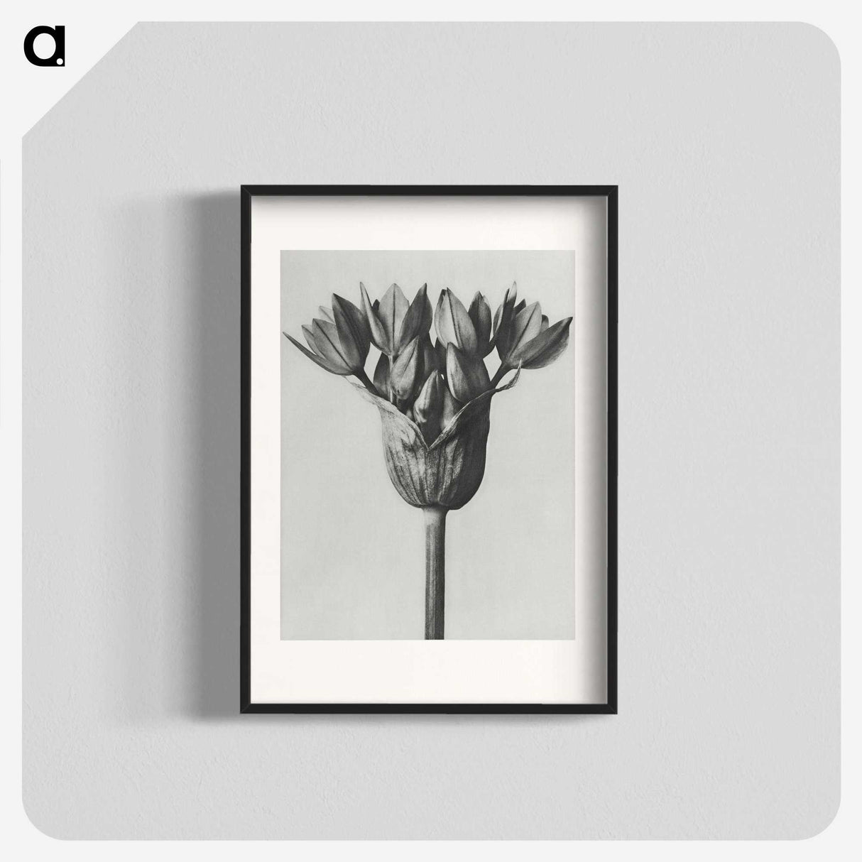 1-8_Karl-Blossfeldt_blk
