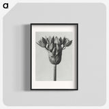 1-8_Karl-Blossfeldt_blk