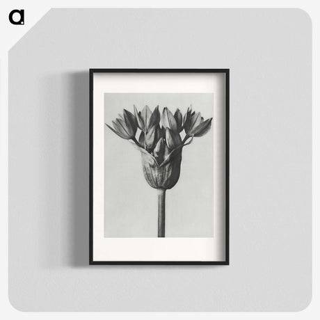 1-8_Karl-Blossfeldt_blk