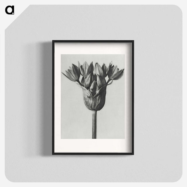 1-8_Karl-Blossfeldt_blk