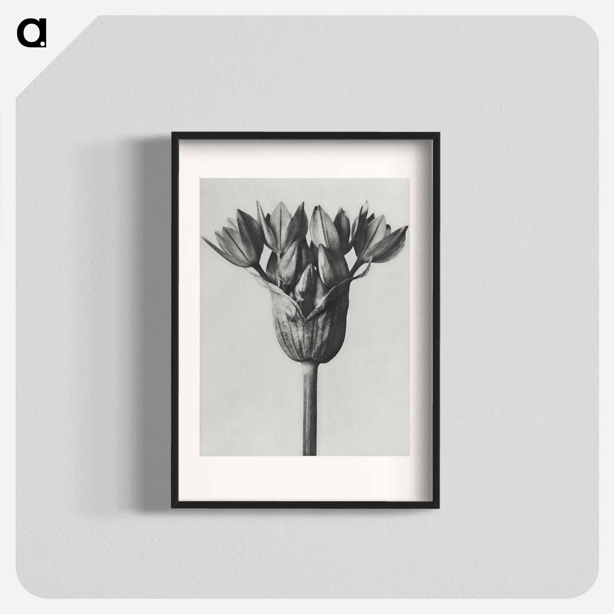 Allium Ostroroskianum - カール ブロスフェルト Poster.