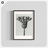 Allium Ostroroskianum - カール ブロスフェルト Poster.