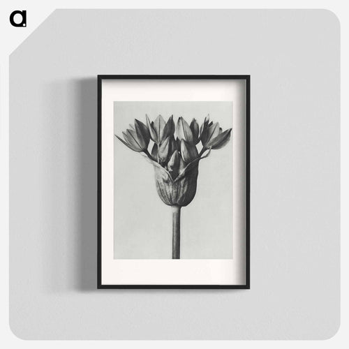 Allium Ostroroskianum - カール ブロスフェルト Poster.