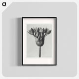 Allium Ostroroskianum - Karl Blossfeldt Poster.