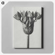 1-8_Karl-Blossfeldt_canvas