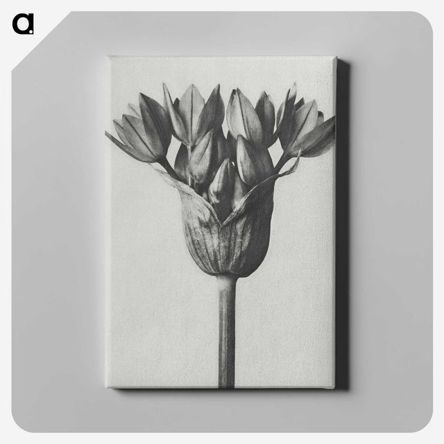 1-8_Karl-Blossfeldt_canvas