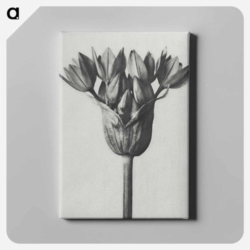 Allium Ostroroskianum - カール ブロスフェルト Canvas.