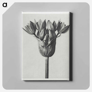 Allium Ostroroskianum - カール ブロスフェルト Canvas.
