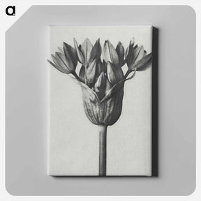 アートパネル-Allium Ostroroskianum - カール ブロスフェルト Canvas.