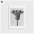 アートポストカード-Allium Ostroroskianum - カール ブロスフェルト Postcard.