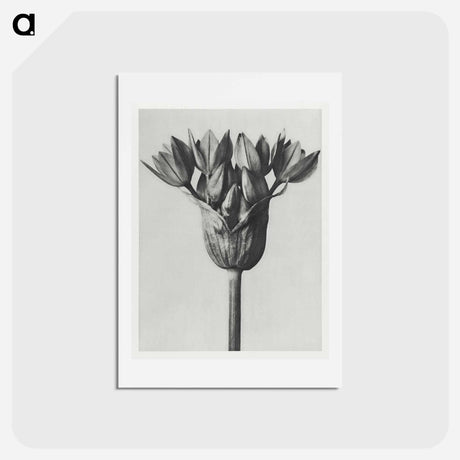 アートポストカード-Allium Ostroroskianum - カール ブロスフェルト Postcard.