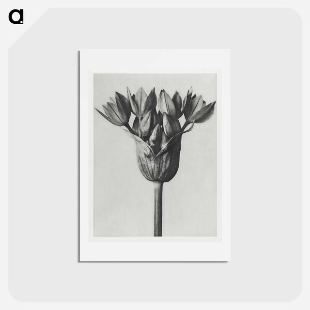 アートポストカード-Allium Ostroroskianum - カール ブロスフェルト Postcard.