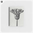 1-8_Karl-Blossfeldt_memo