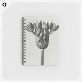 1-8_Karl-Blossfeldt_memo