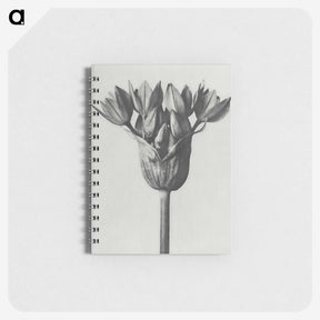 1-8_Karl-Blossfeldt_memo