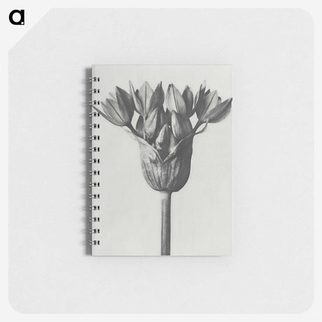 1-8_Karl-Blossfeldt_memo