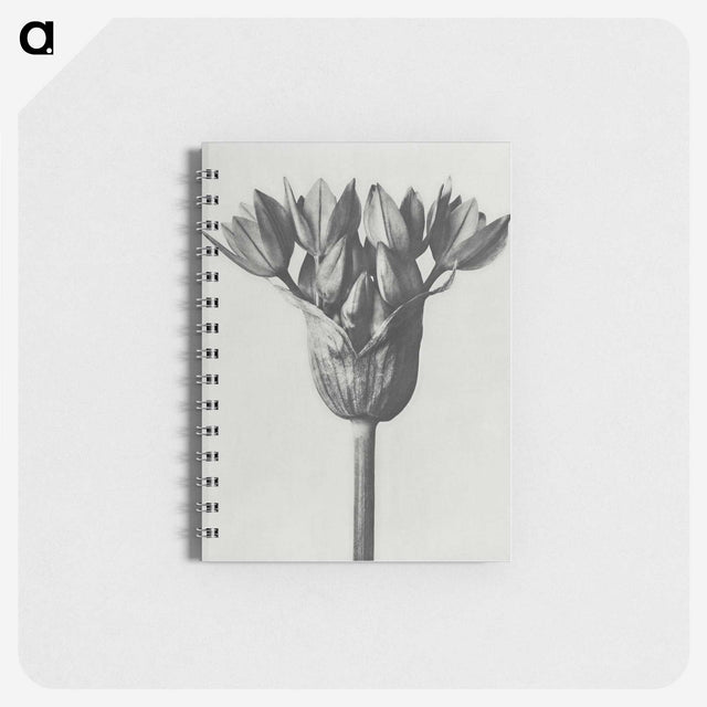 1-8_Karl-Blossfeldt_memo
