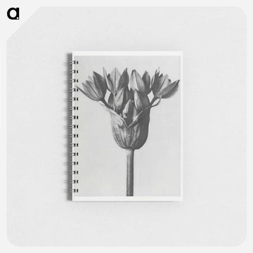 Allium Ostroroskianum - カール ブロスフェルト Memo.