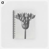 Allium Ostroroskianum - カール ブロスフェルト Memo.