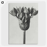 1-8_Karl-Blossfeldt_picture-crop