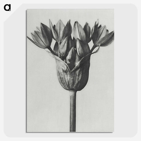 1-8_Karl-Blossfeldt_picture-crop