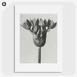 1-8_Karl-Blossfeldt_picture