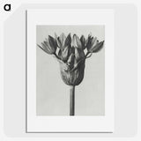 1-8_Karl-Blossfeldt_picture